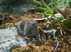 Bank Vole